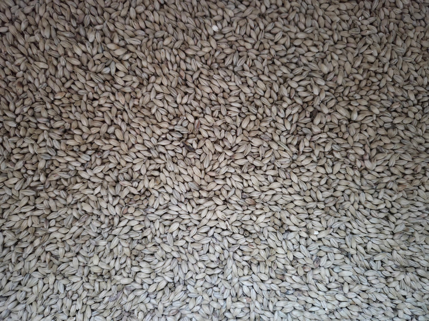 Blue Foundation Malt - 1oz