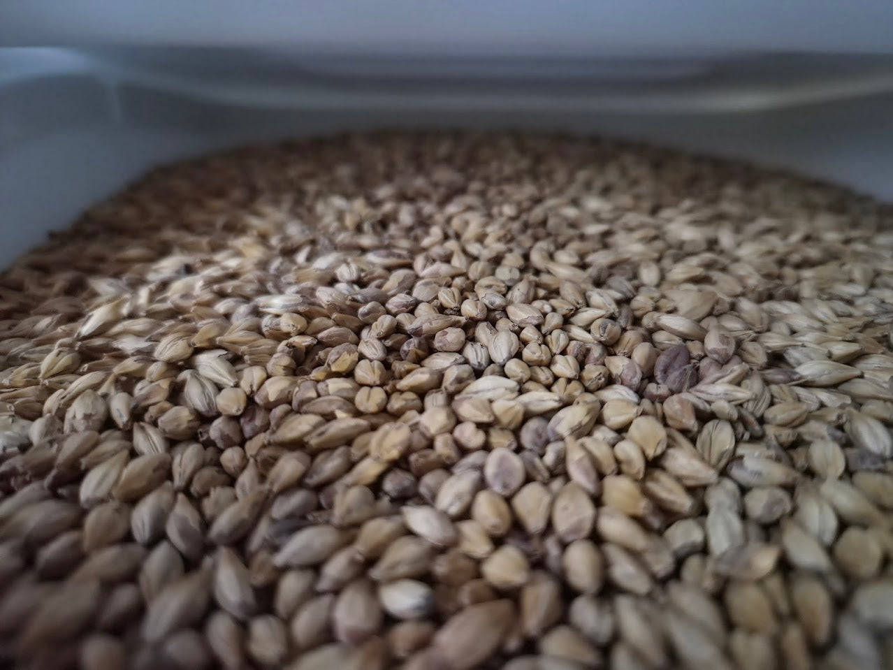 Mod Nektar Adjunct Malt - 1oz