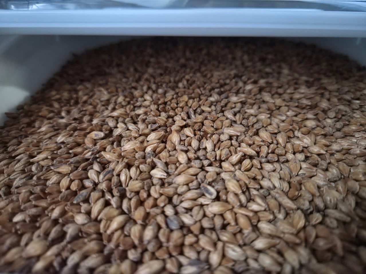 Mod Sixto Adjunct Malt - 1oz