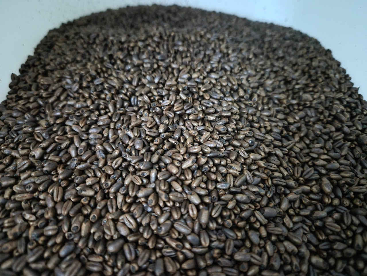 Moonlight Wheat Adjunct Malt - 1oz