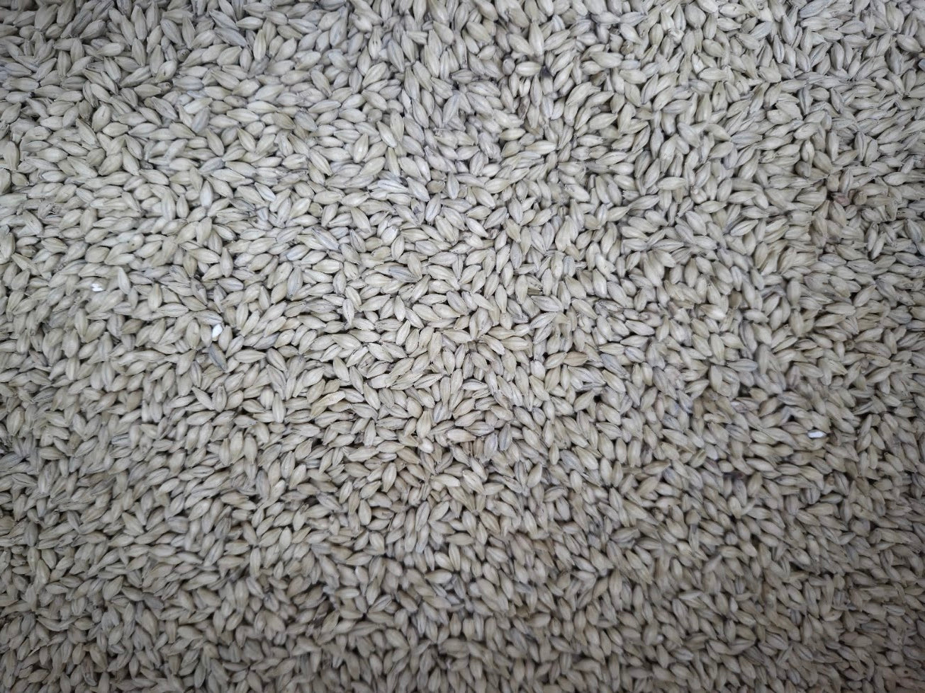 Pevec Foundation Malt - 1oz