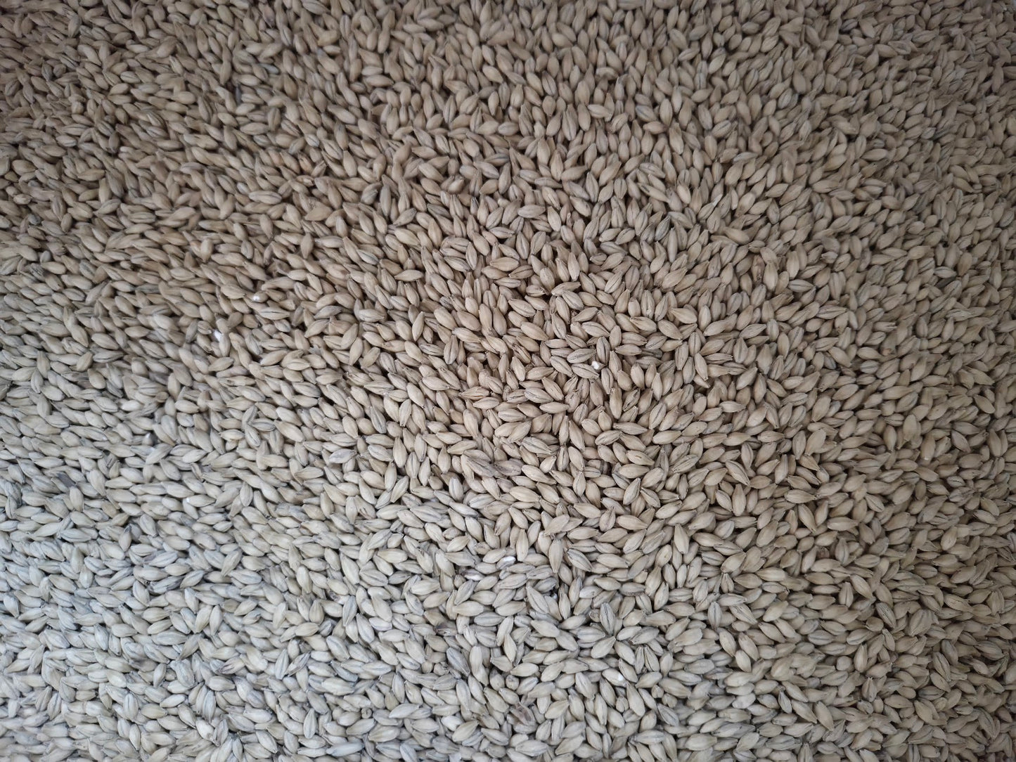 Serenade Foundation Malt - 1oz