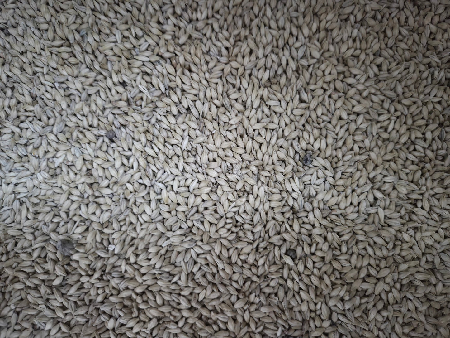 Super Pevec Foundation Malt - 1oz