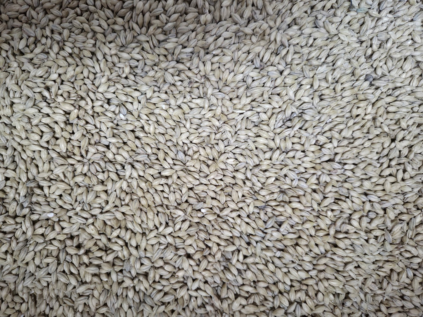 Yacht Rock Foundation Malt - 1oz