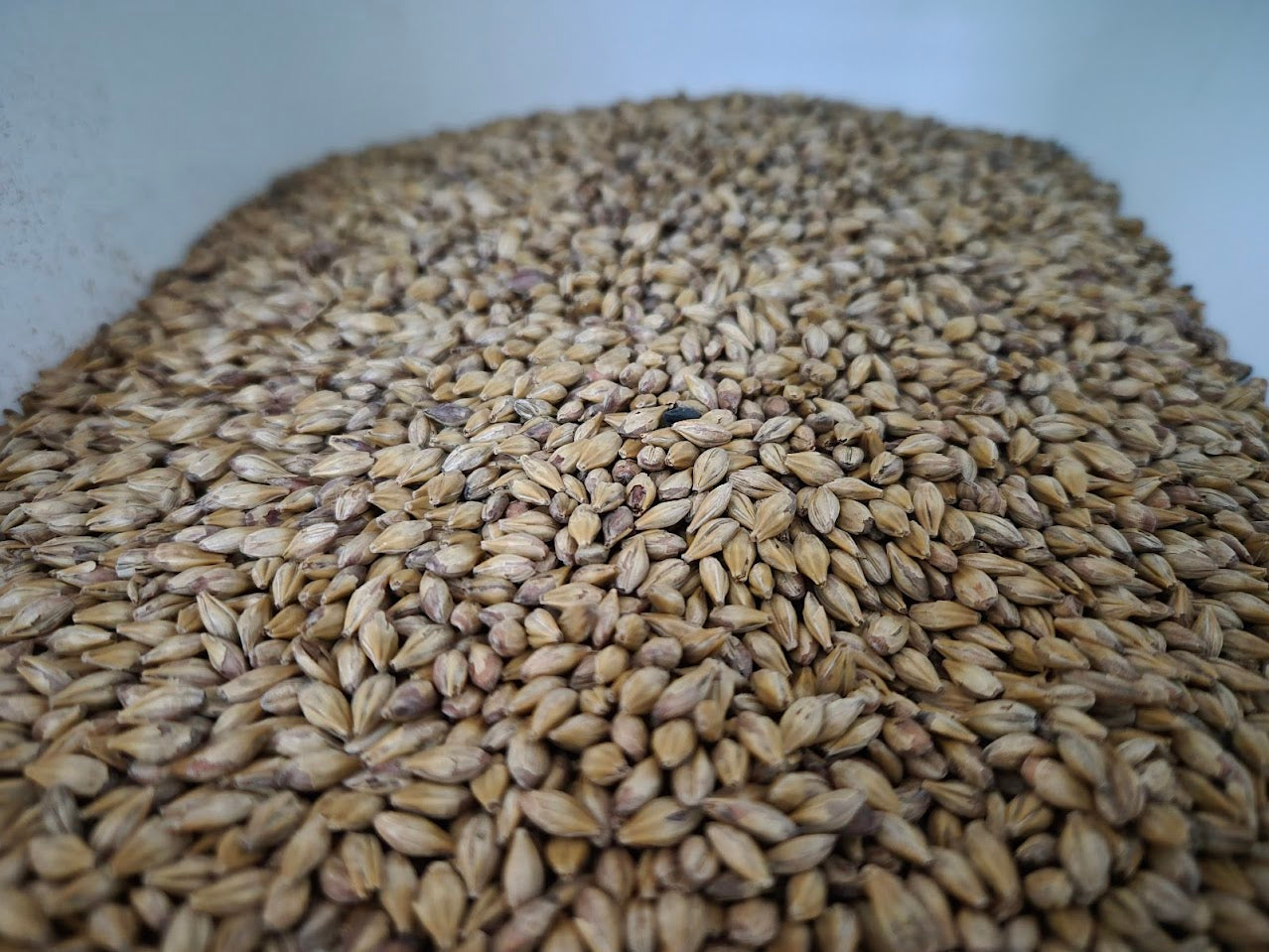 Mod Vermilion Adjunct Malt - 1oz