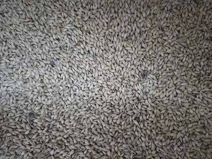 Super Pevec Foundation Malt - 1oz